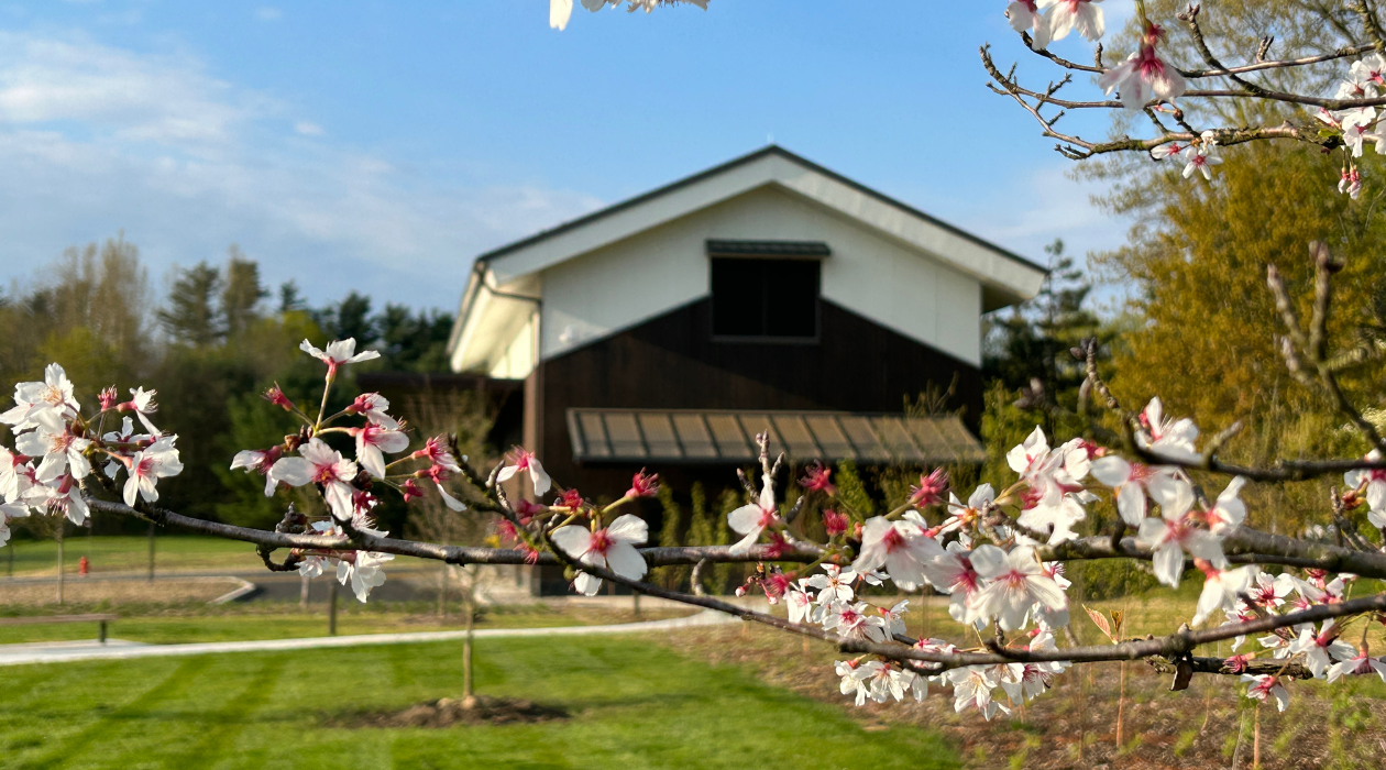 Dassai Blue Sake Brewery